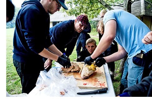 Hak og æd - en høne - billedreportage