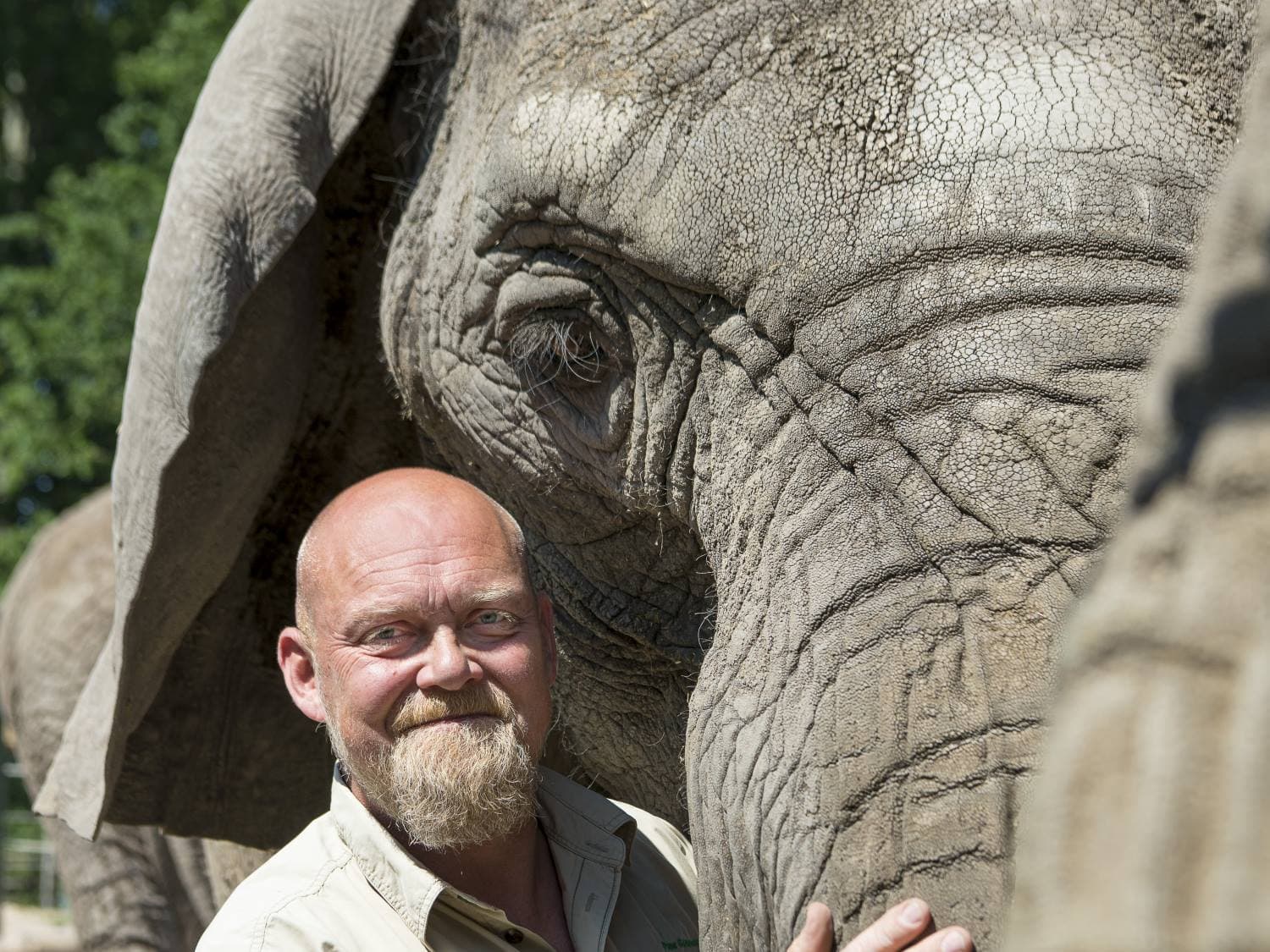 Elefant foredrag Hald Paw Gosmer