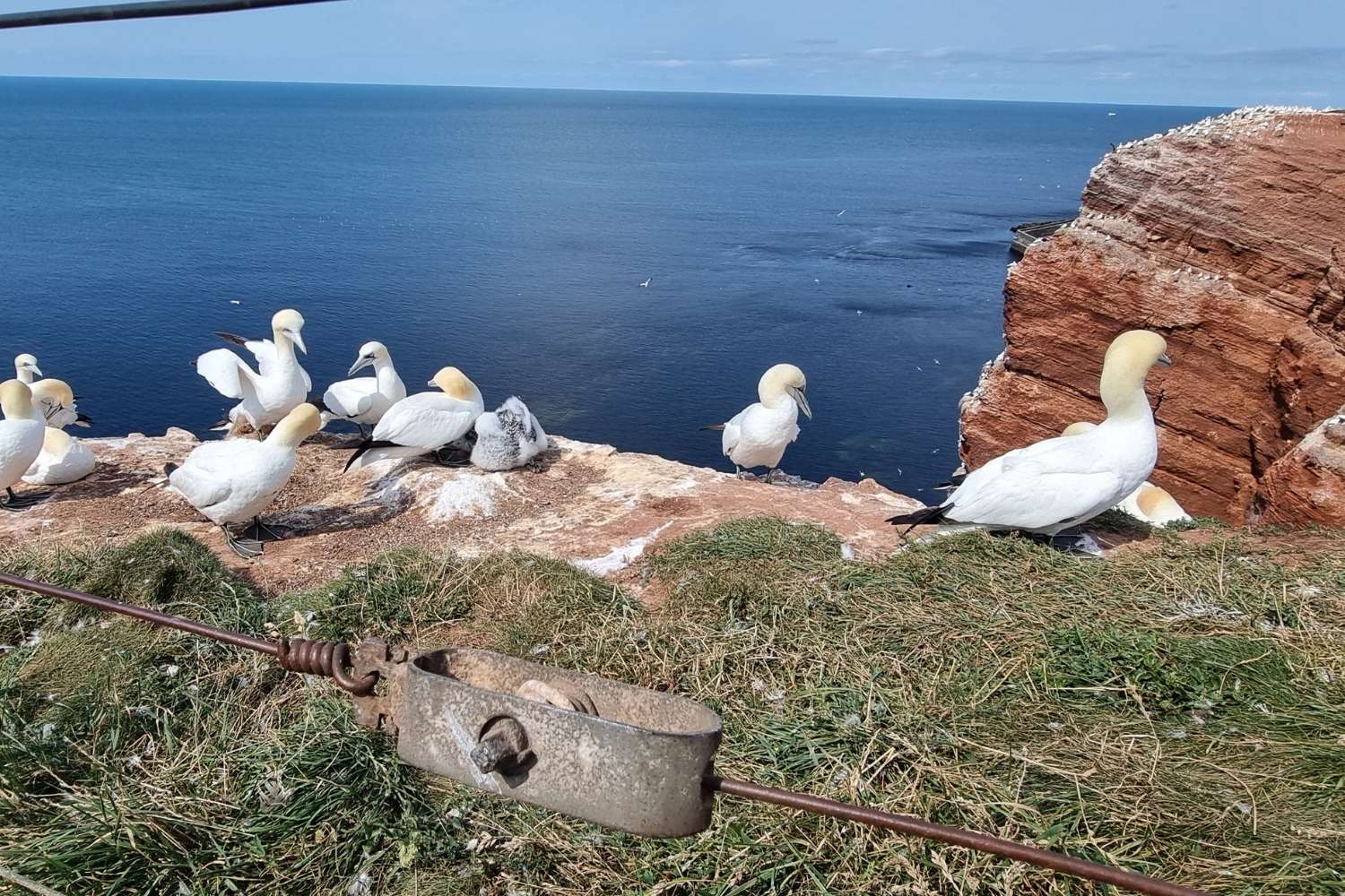 Lomvier ved klitterne "Lange Anna"