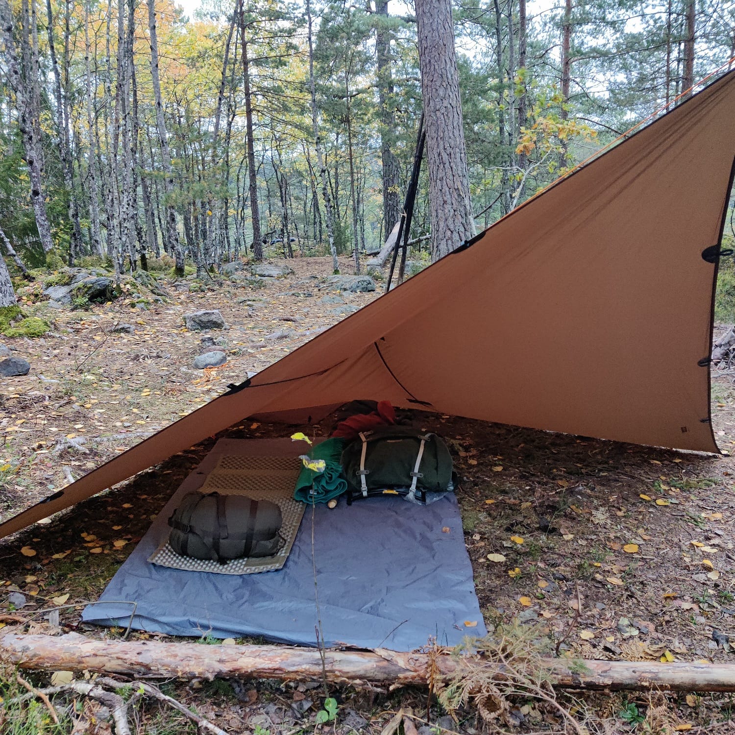 Lejrliv for kvinder i skoven