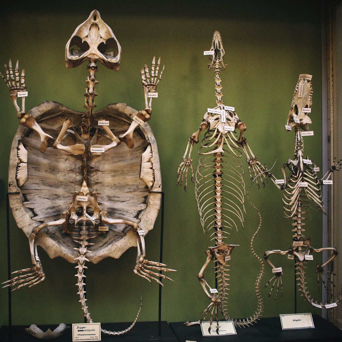 FOF København og Nordsjælland udbyder guidet besøg i De Veterinære Samlinger