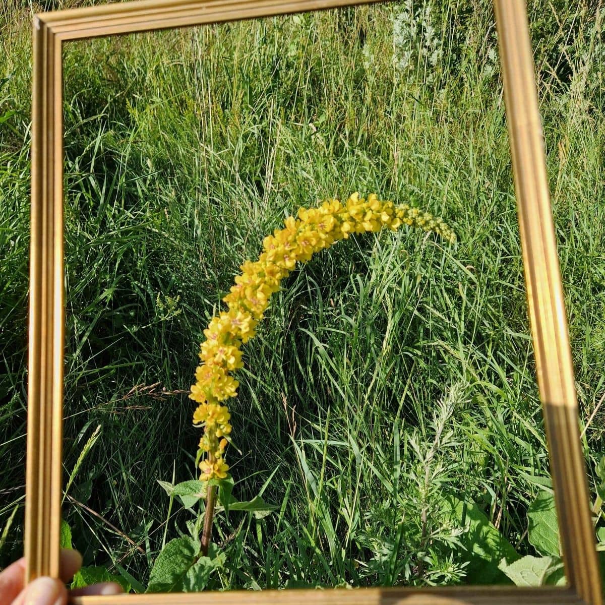 Kreativt nærvær i naturen, fof aarhus