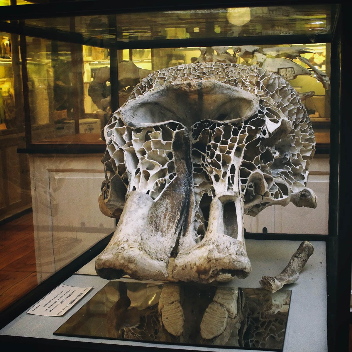 Udstilling på besøg i De Veterinære Samlinger