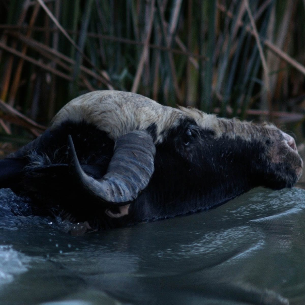 Alia Farid, Film still