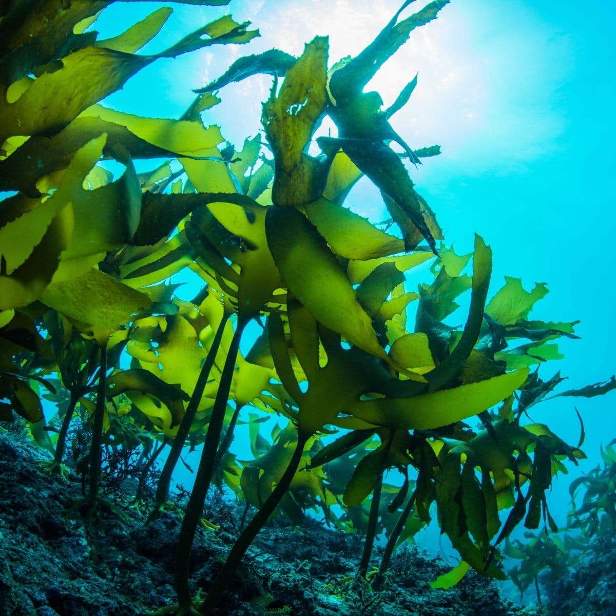 10’erne / Det nordiske køkken
